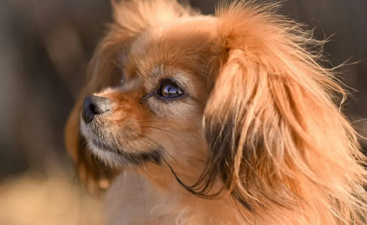 Tipos de pelaje de perro: corto, largo y más.