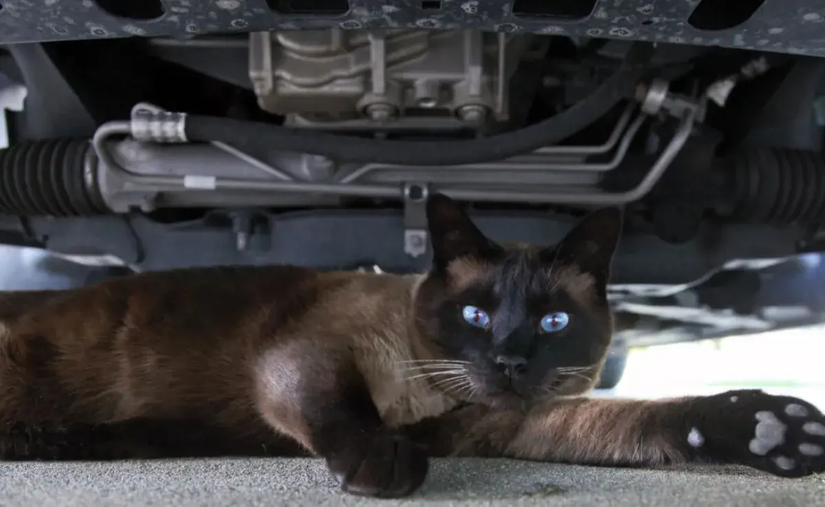 ¿Por qué los gatos se esconden en el motor del coche?