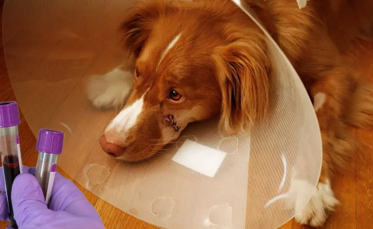¿Por qué es importante conocer el tipo de sangre de tu perro?
