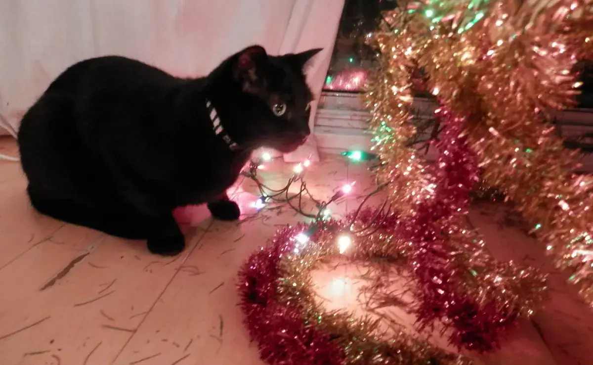 Cómo evitar accidentes con tu gato y el árbol de Navidad