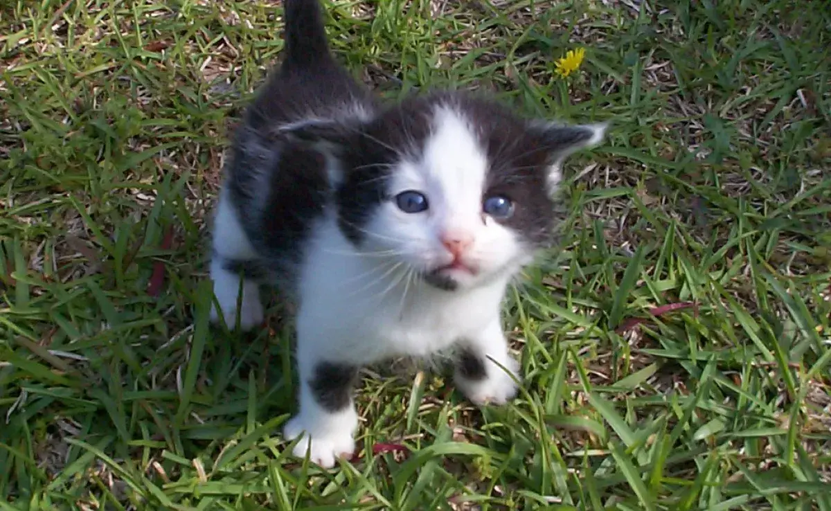 Cuidados básicos para tu nuevo gatito: ¡Empieza con el veterinario!