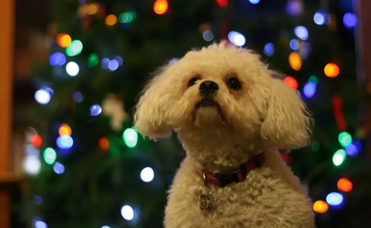 ¡No más accidentes! Protege el árbol de tu perrito