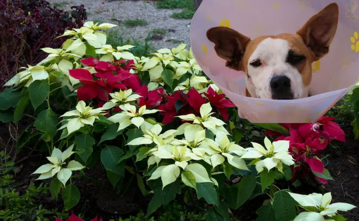 ¡Cuidado con las Nochebuenas! Aprende cómo alejar a los perros de estas plantas peligrosas.