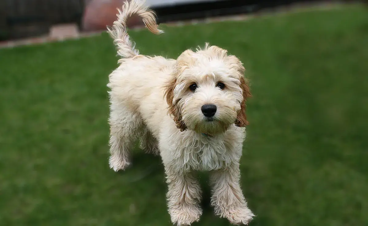 Pubertad en perro: ¿Cuándo y cómo sucede?