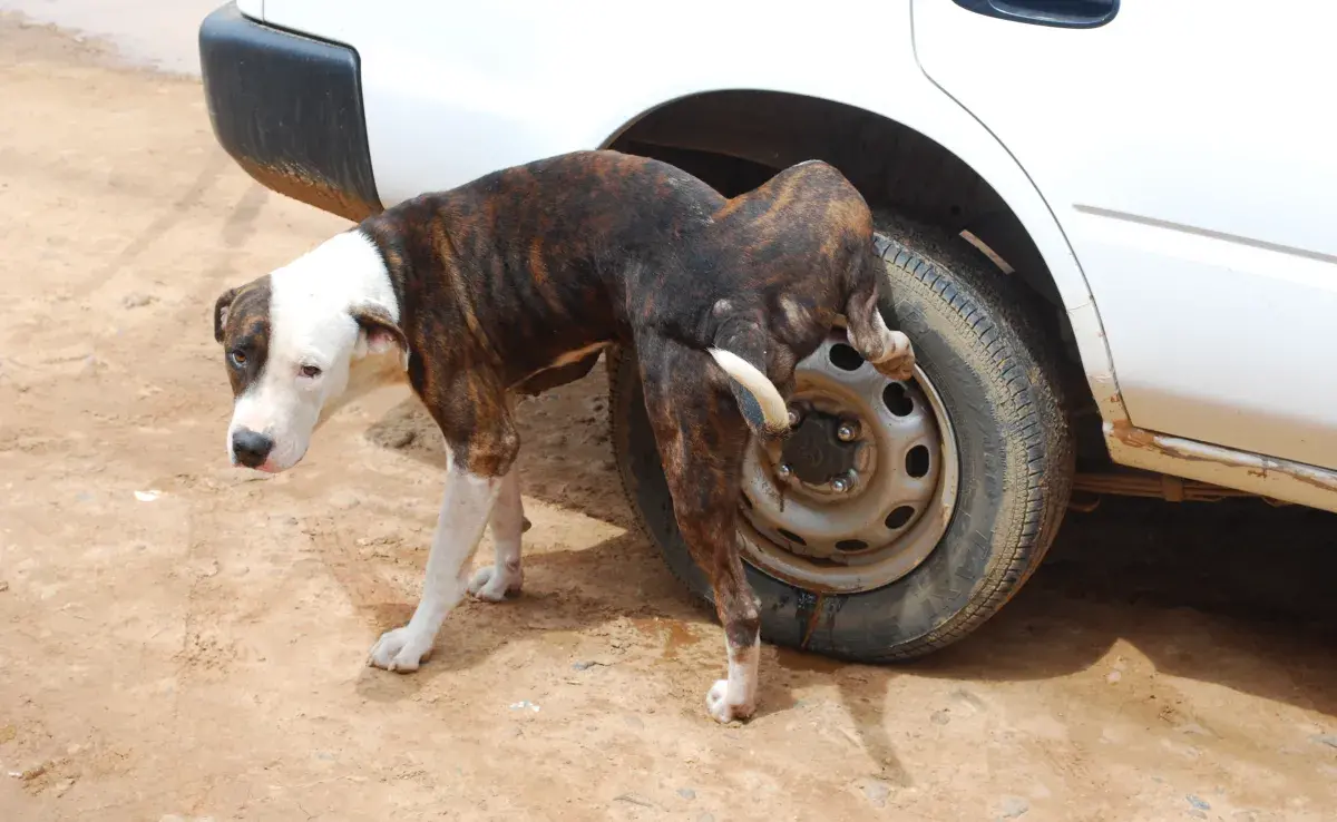 Evitar que perro orine dentro de casa es más sencillo de lo que crees