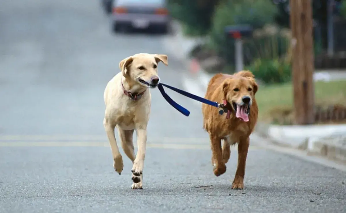 Cómo evitar que tu perro se jale de la correa con premios