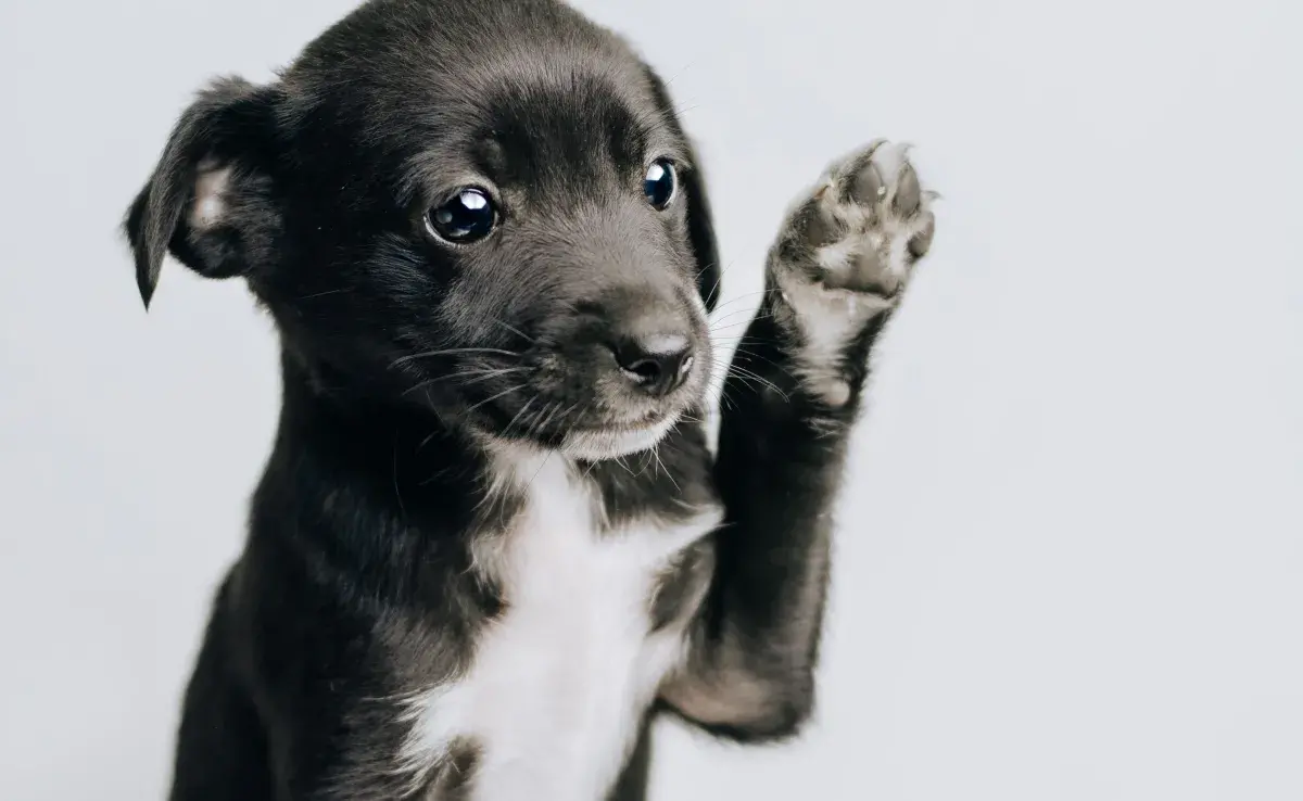 Los cachorros necesitan estabilidad para sentirse seguros en su nuevo hogar.