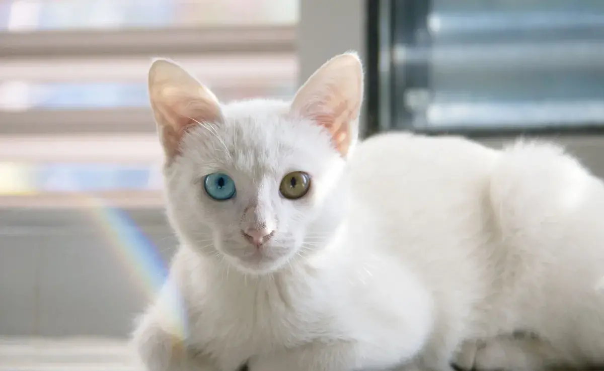 Gatos blancos 