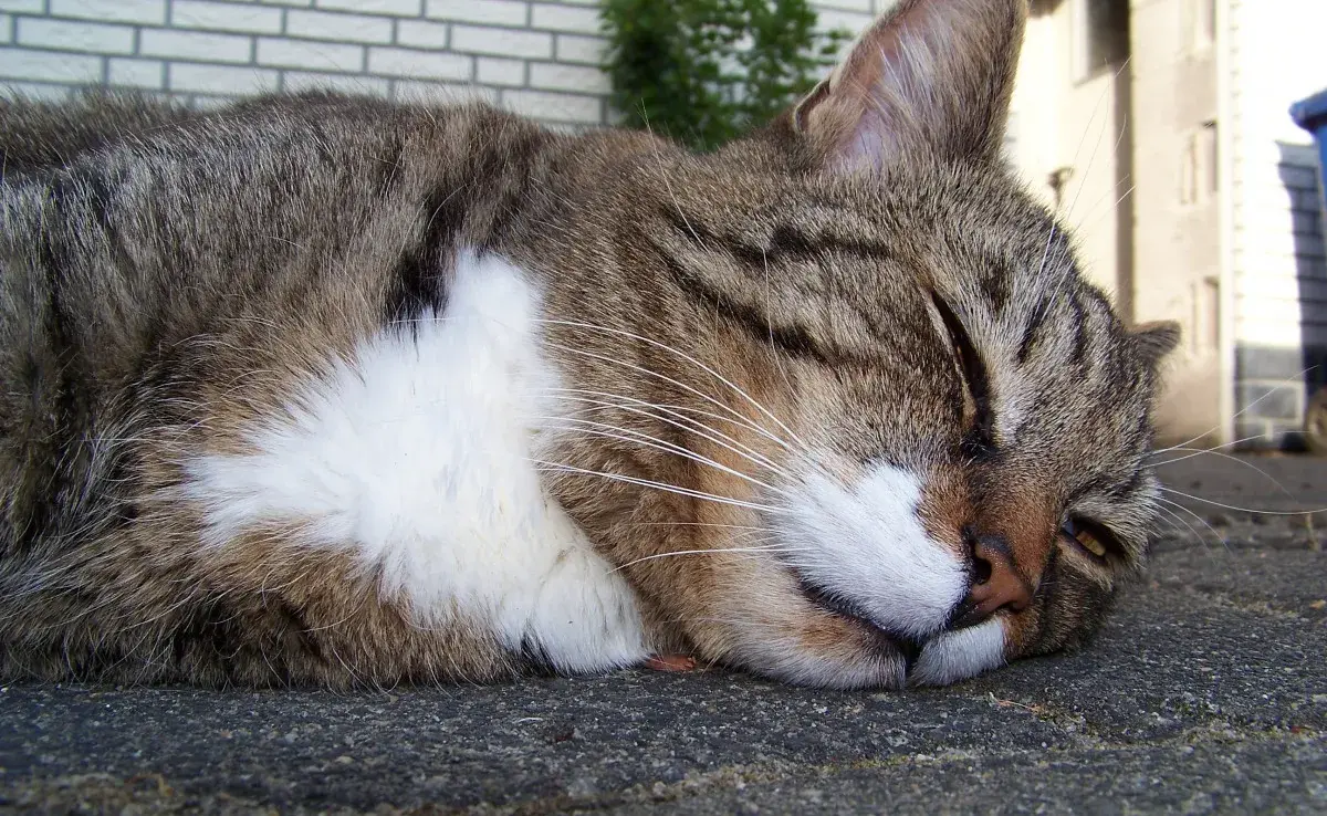 Toxoplasmosis en gatos: guía rápida sobre sus efectos