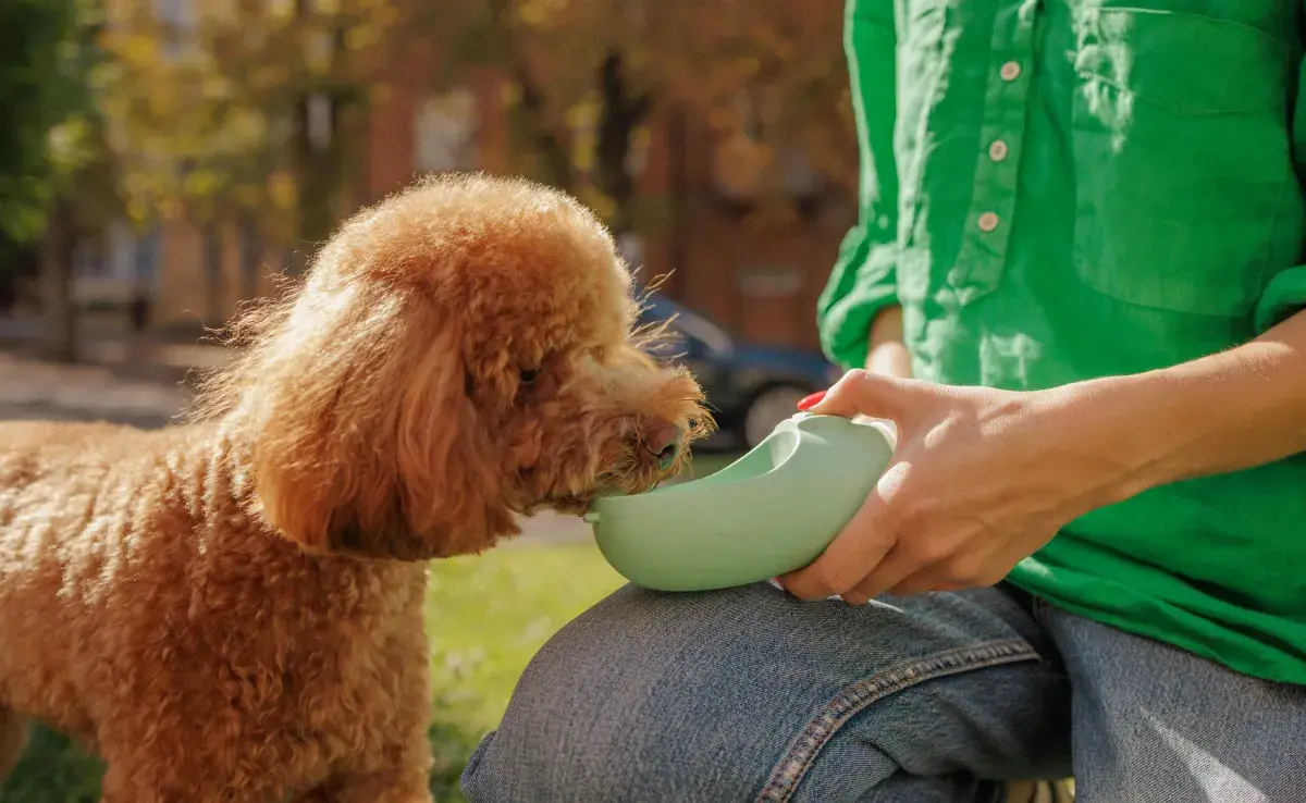 Cuando un perro pide más comida, no siempre se debe a un hambre real. 