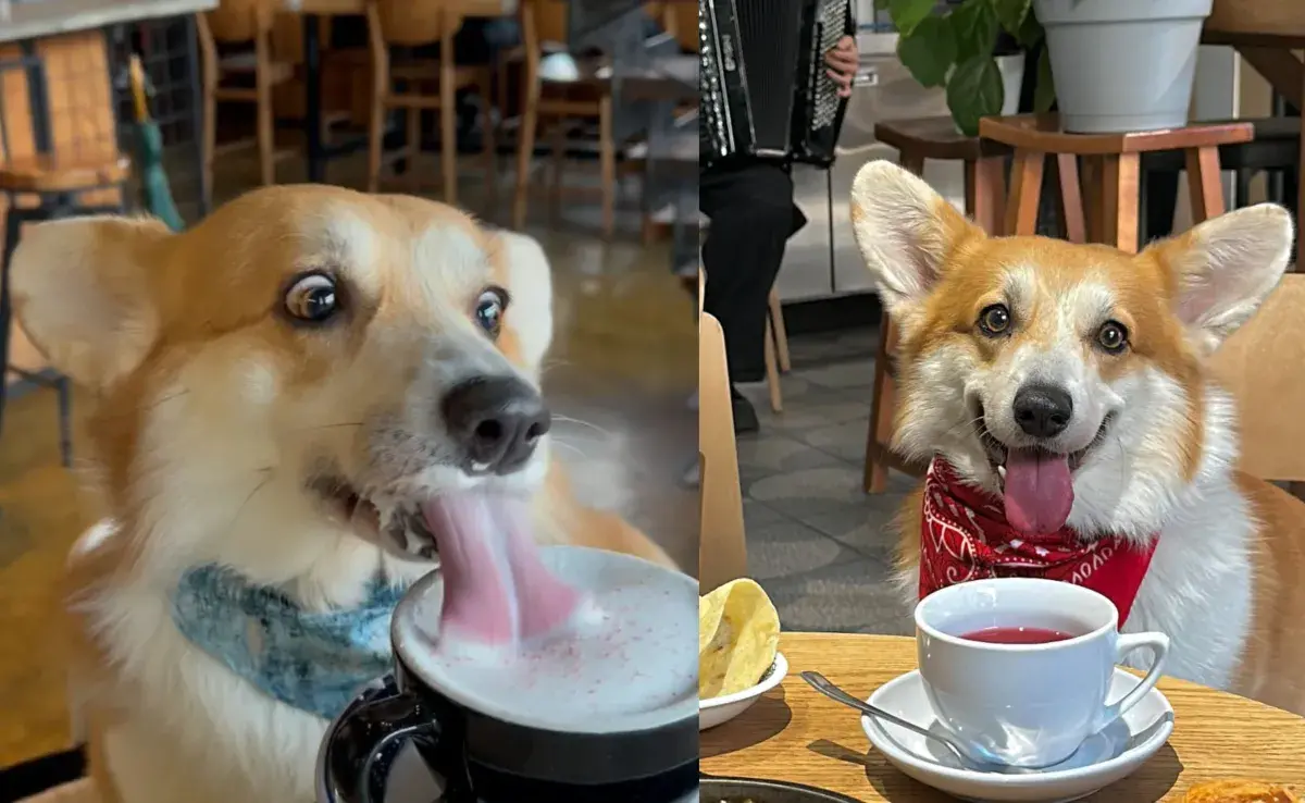 El capuccino para perros, también conocido como puppuccino, es una bebida hecha a base de crema batida sin azúcar. Foto Inst