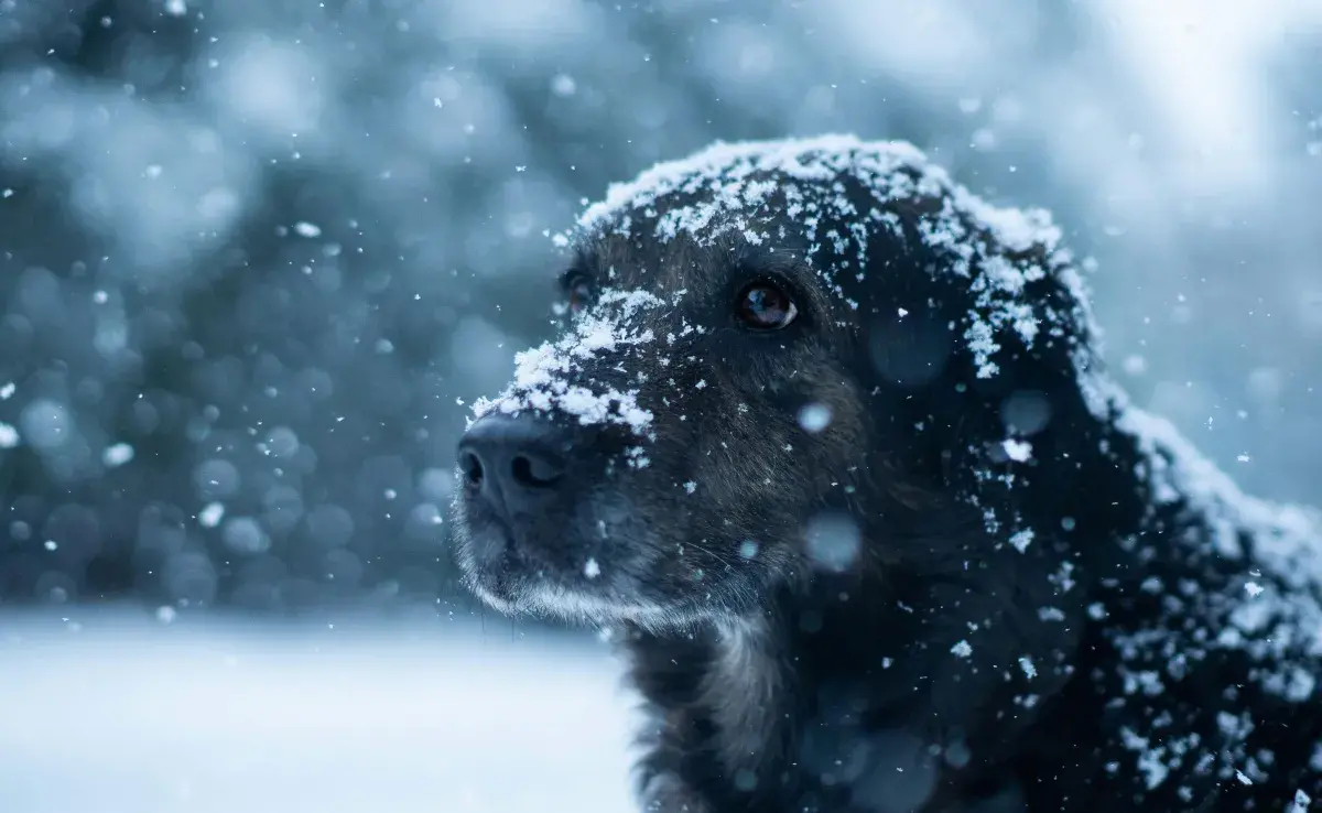 Los perros no soportan temperaturas de menos un grado.
