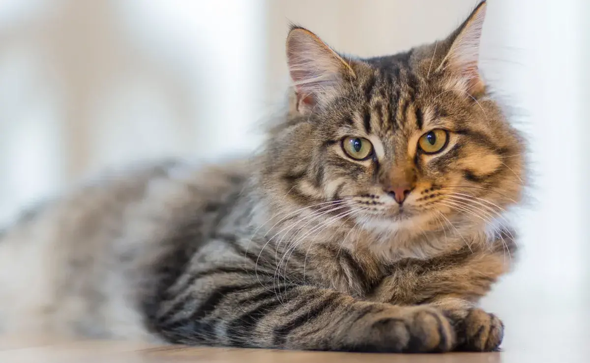 Los gatos tienen varias formas de marcar territorio