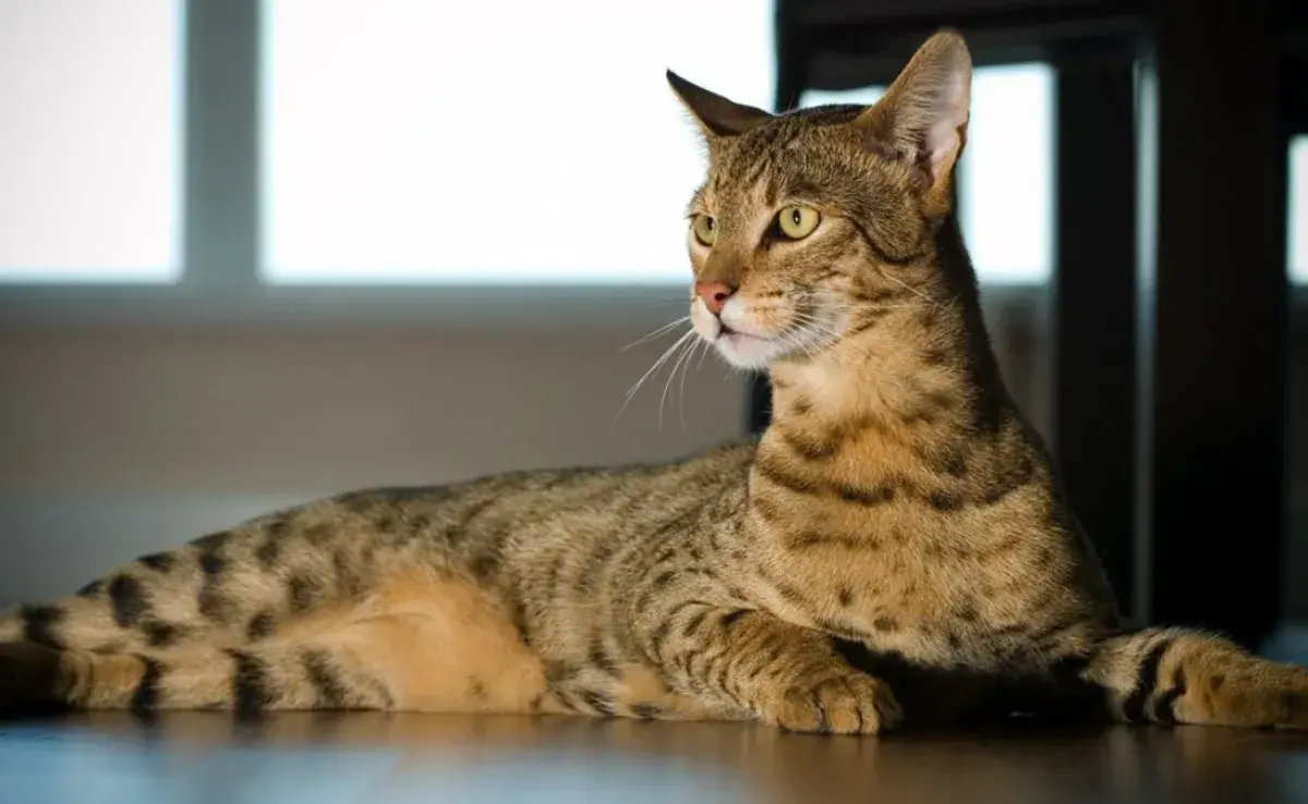 Gato Ashera: ¿La mascota más exclusiva?