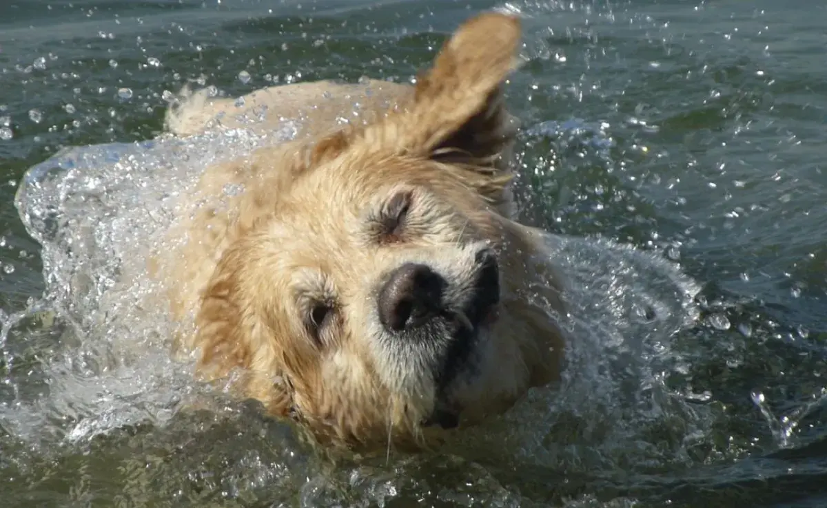 ¿Por qué algunos perros no pueden nadar?