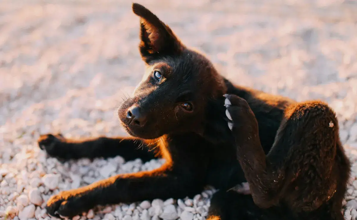 Los perros se pueden rascar por estrés o problemas en la piel.