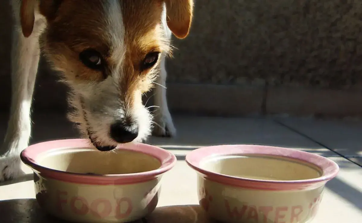 ¿ Es normal que una perra en celo no quiera comer?