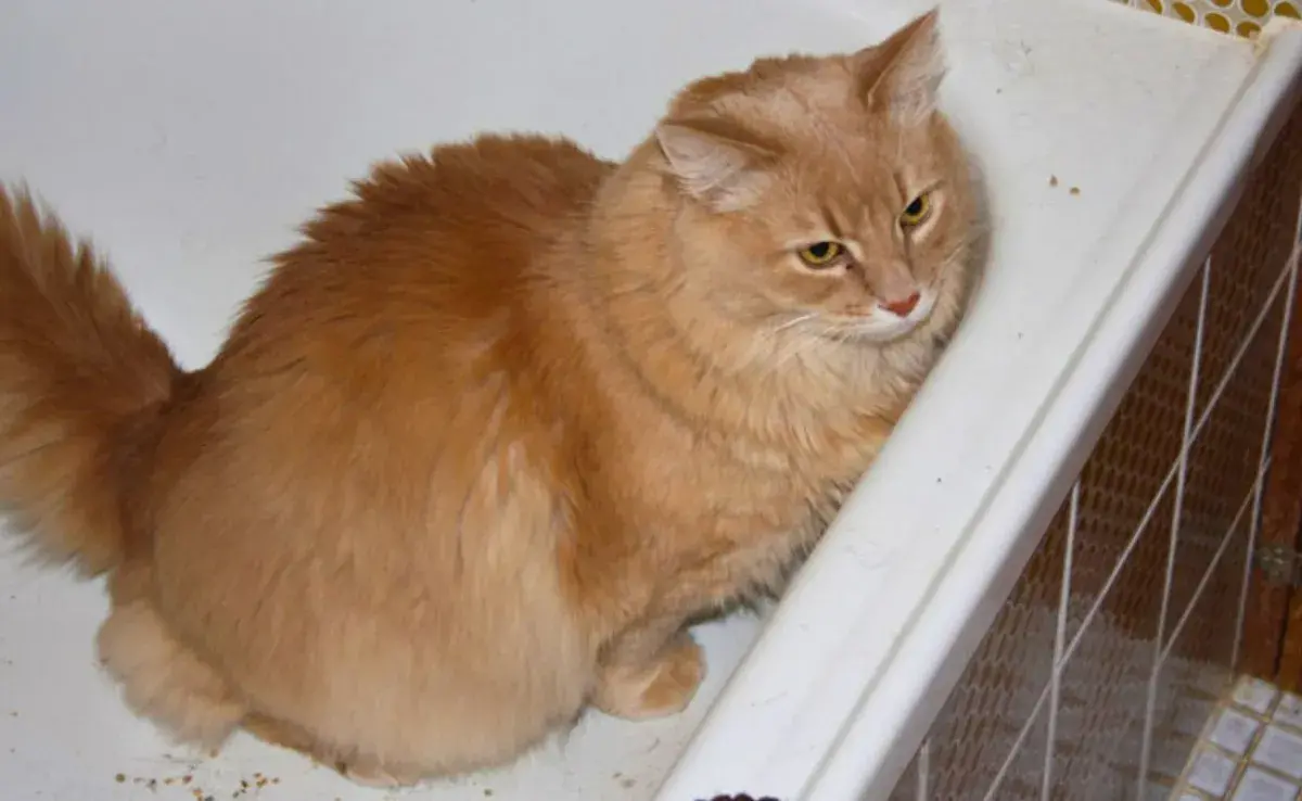 Descubre la razón por la que tu gato orina en todos lados
