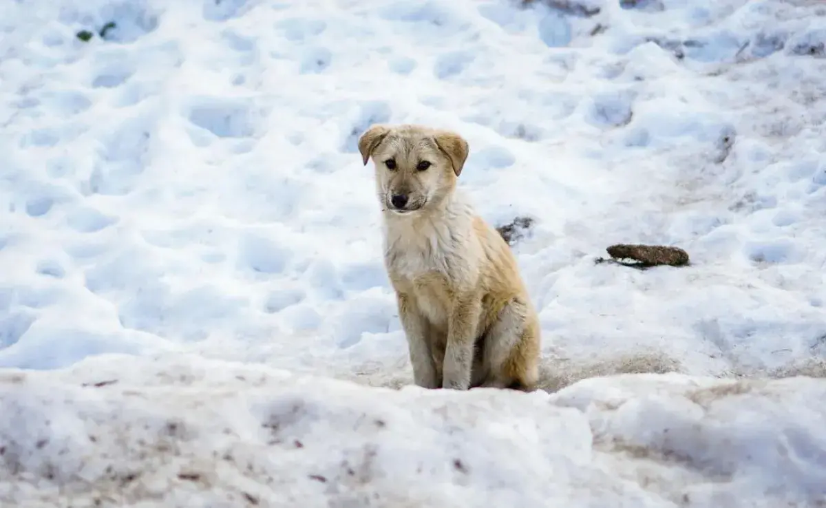 Llevar a tu perrito a la nieve podría ser una experiencia desagradable para él si no tomas precauciones. ❄️🐕