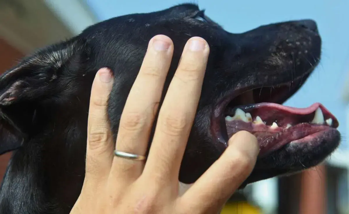¿Qué significa el color de las encías de los perros?