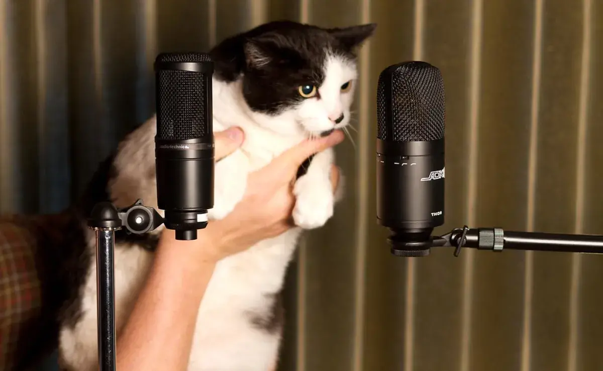 Tu gatito podría hablar palabras humanas. 😸🗣️