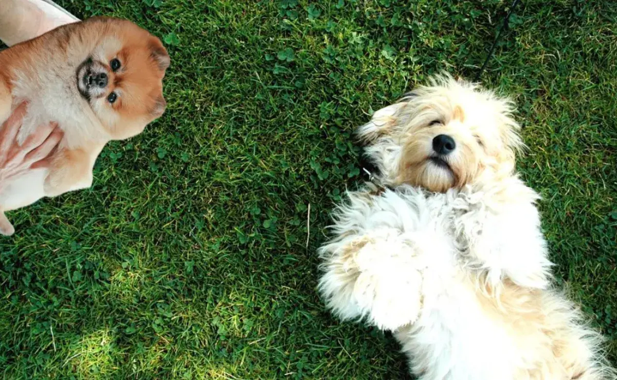 5 posibles motivos por los que tu perro se frota en el piso