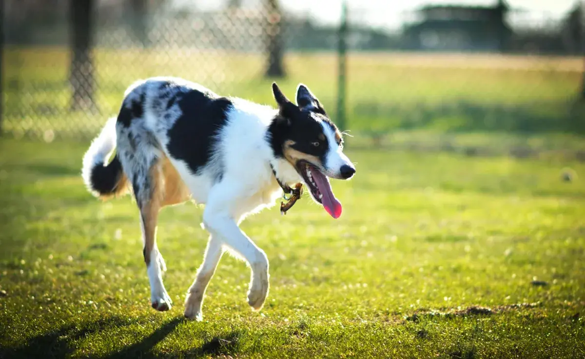 Los perros pueden desarrollar alergia al pasto debido al acceso de polen.