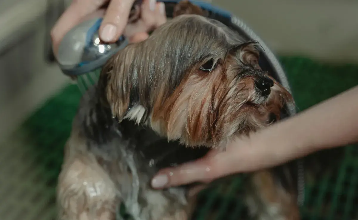 Bañar a tu perro en casa es sencillo; no olvides el shampoo especial.
