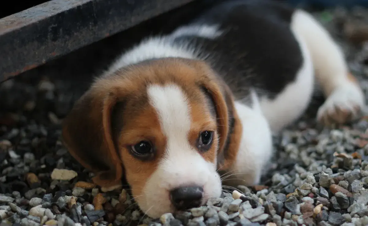 Los cachorritos empiezan a desarrollar su sentido del oído a partir de los 10 a 14 días de vida.
