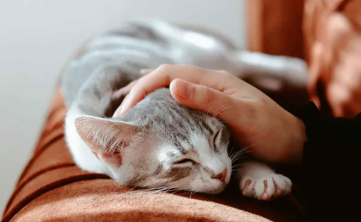 Si tu gato mueve la cola cuando lo tocas, debes saber que es probable que lo esté disfrutando. 