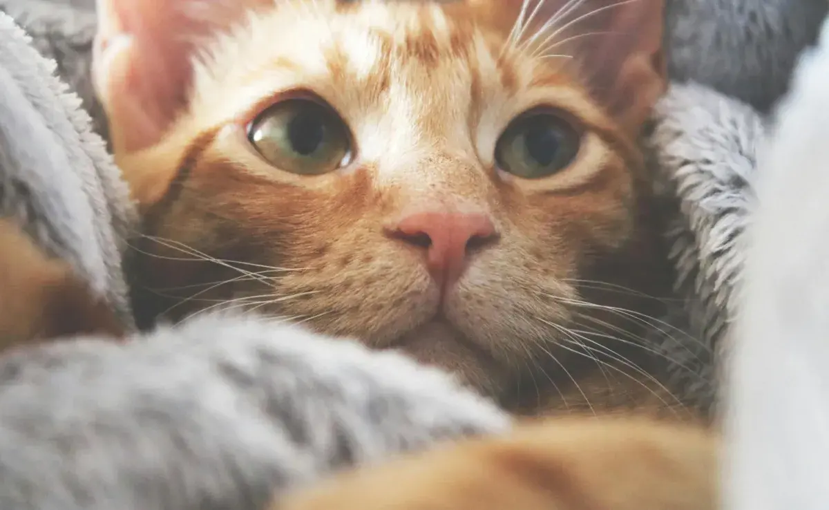 Los gatos tienen una visión de 200 grados. Los humanos de 180.