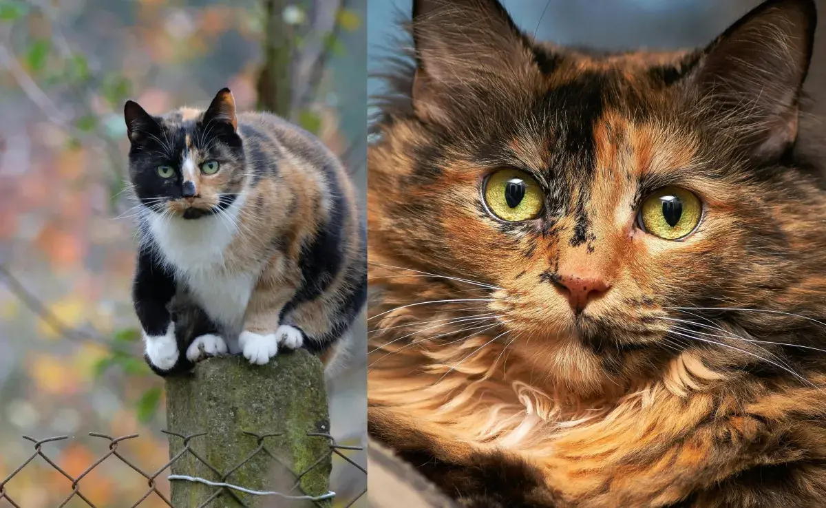 Hay más diferencias entre los gatos Carey los Cálico que el color.