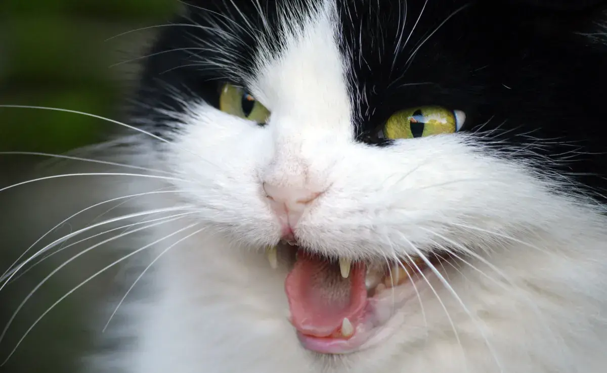Una de las principales causas por las que un gato se arranca el pelo es una afección médica subyacente.
