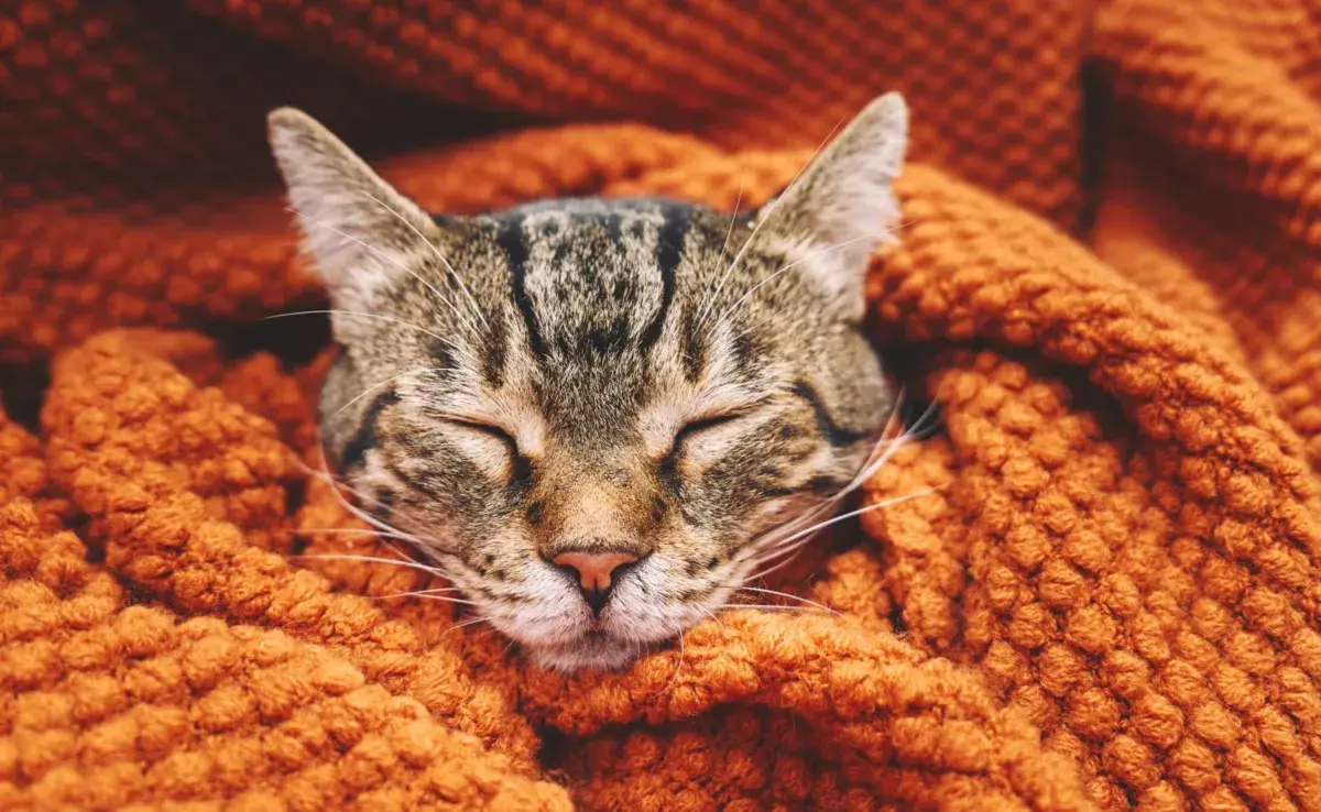 La mayoría de estas mantas cuentan con un gel interno que se activa con la presión del cuerpo del gatito.
