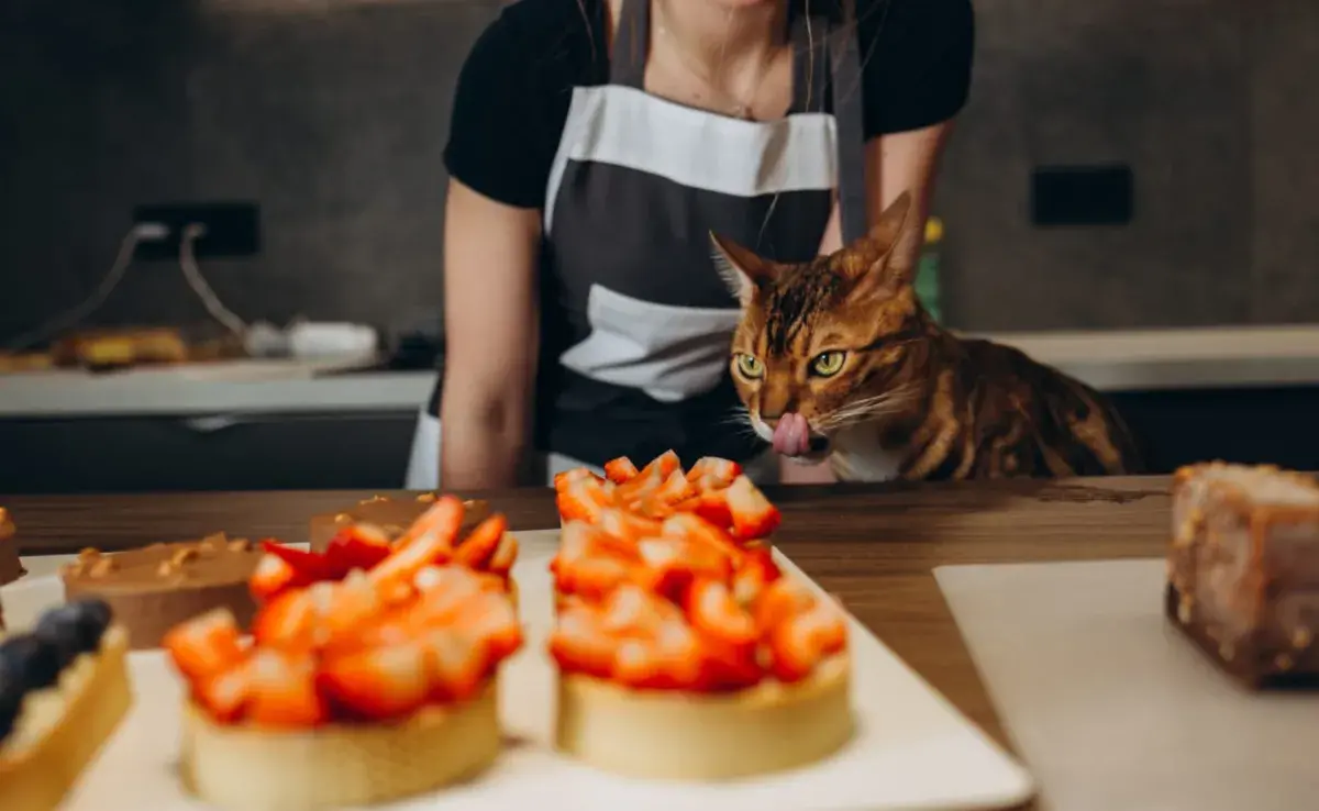 Aunque solemos asociar a los gatos con un platito de leche, la mayoría de ellos son intolerantes a la lactosa.
