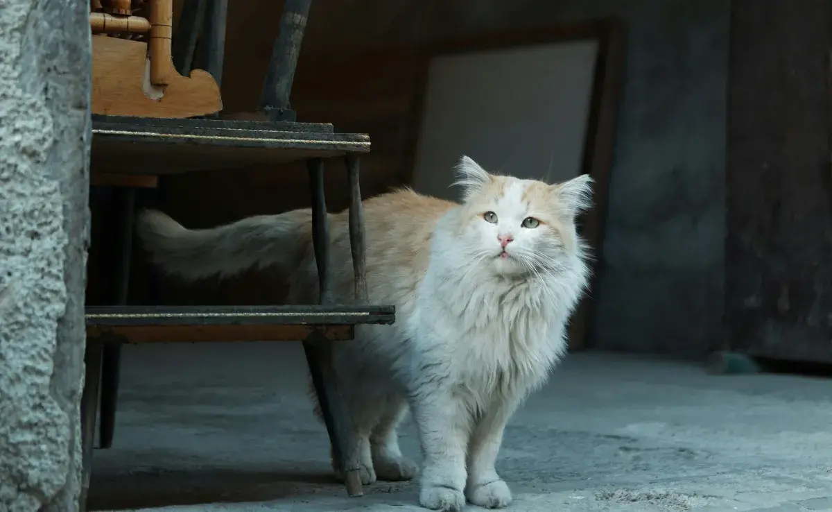 La artritis en gatos es muy común. Lamentablemente, es una enfermedad silenciosa. 