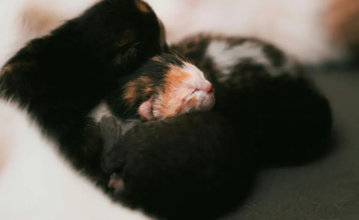 Es un fenómeno extraño, pero hay gatos que sí se comen a sus crías. 