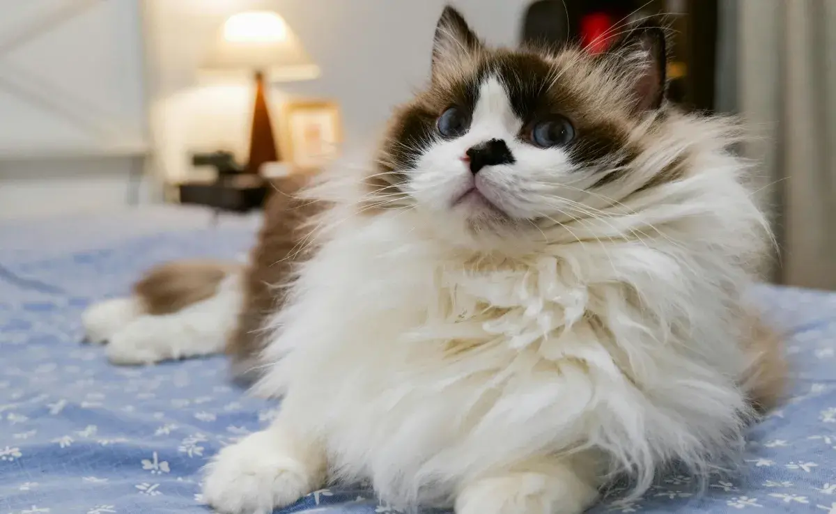 A los gatos también les da hipo como a los humanos, pero no es tan común.