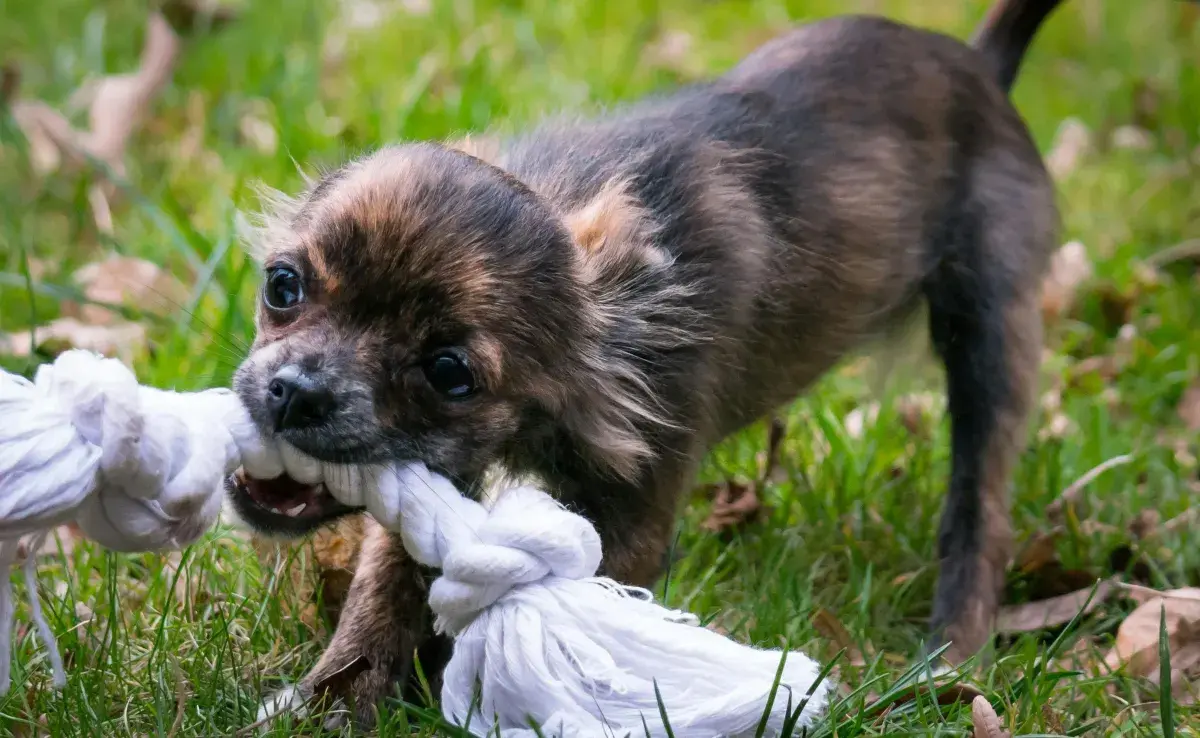 Jugar 15 minutos con tu perro puede mejorar su salud (y la tuya).