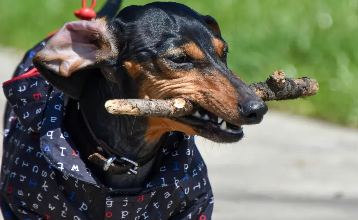 Recuerda invertir en juguetes para perros de calidad. 