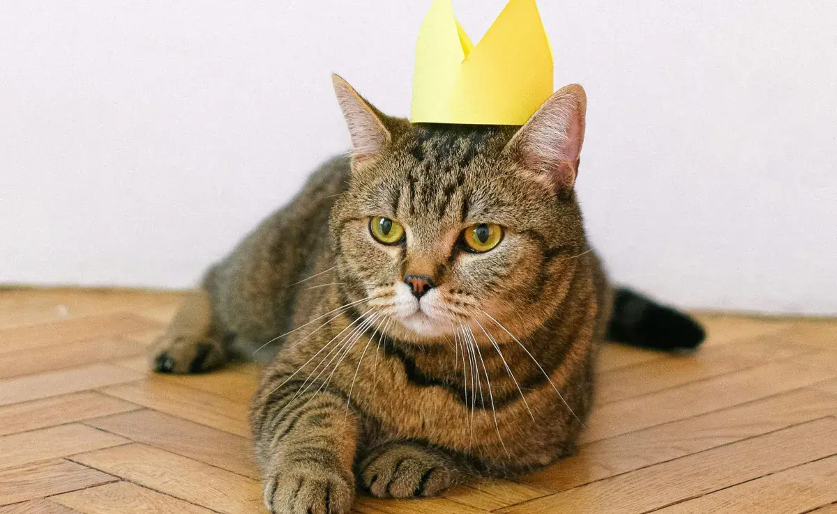 Los gatos pueden vivir más de 15 años y con los cuidados correctos, más.