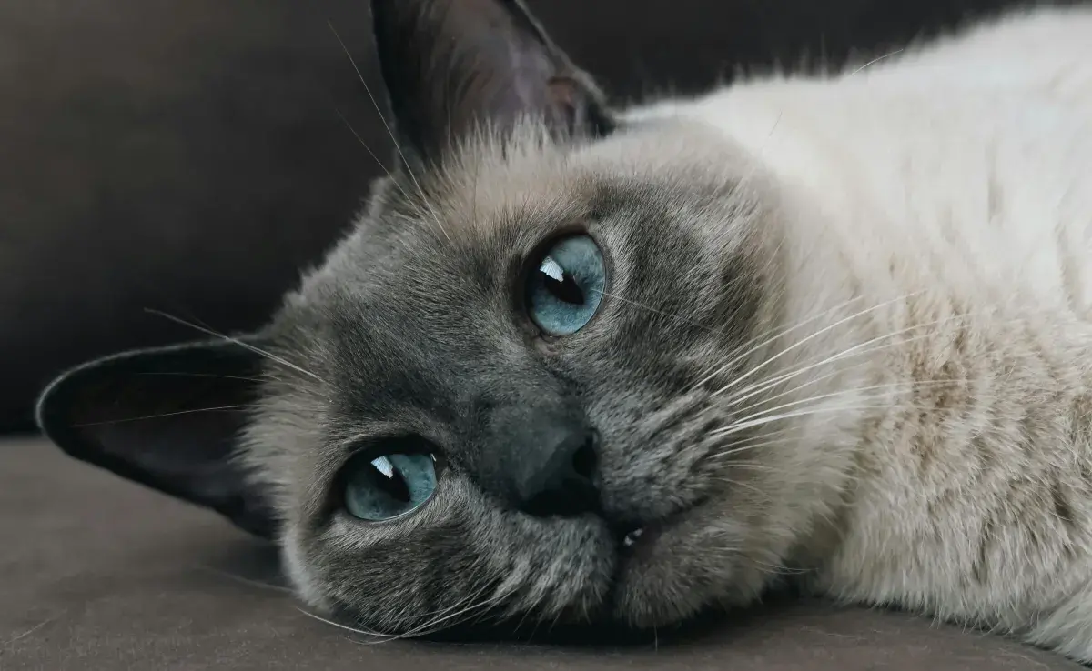 Nombres favoritos para gatas siamés que te encantarán