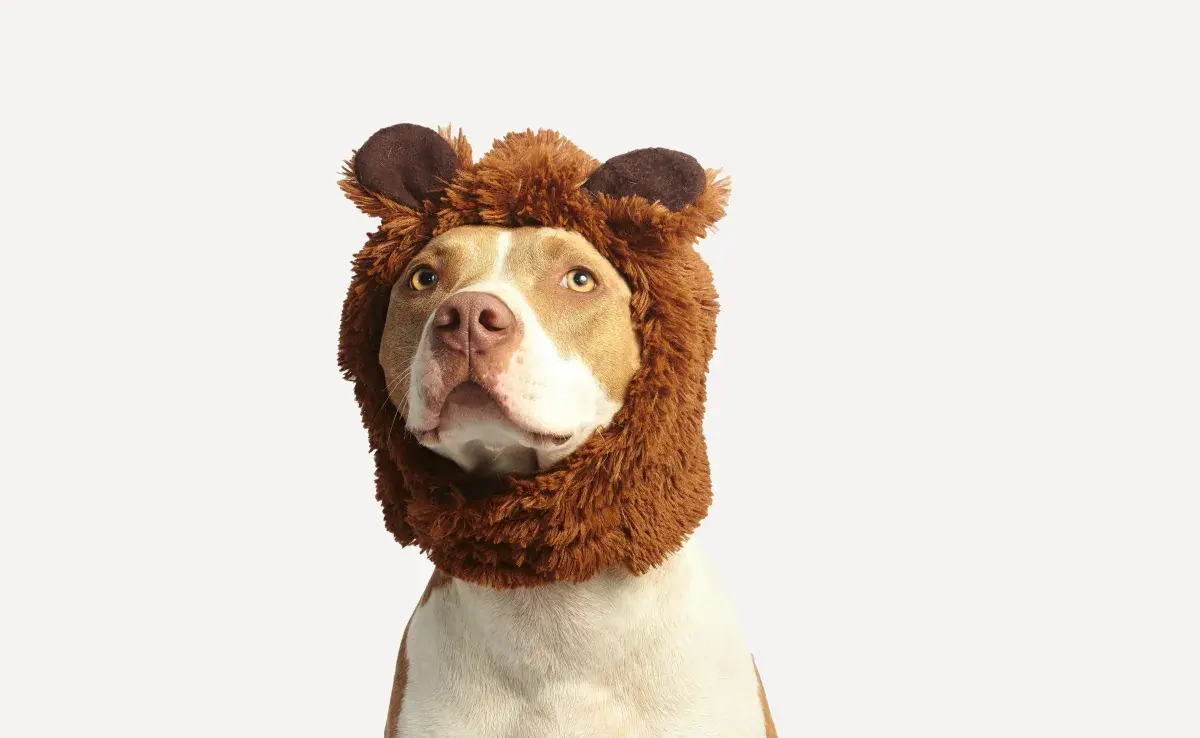 Las orejeras pueden ayudarle a tu perro a no estresarse por el ruido. 
