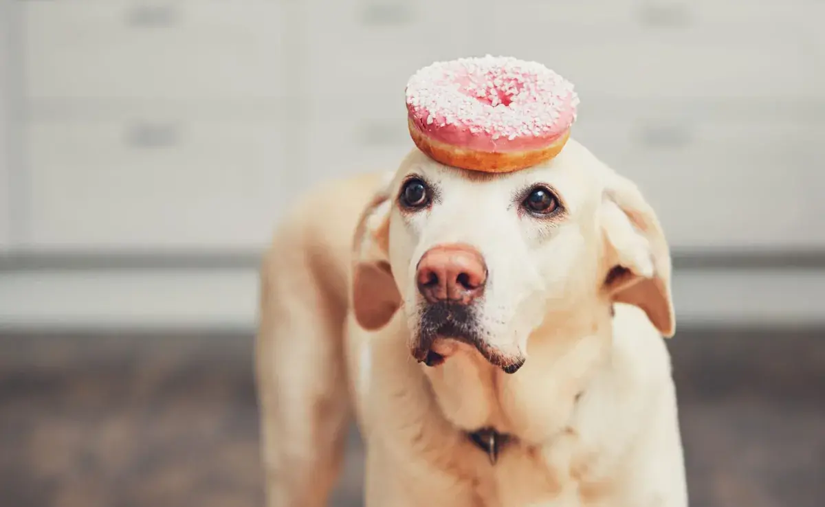 Azúcar y perros: lo que debes saber