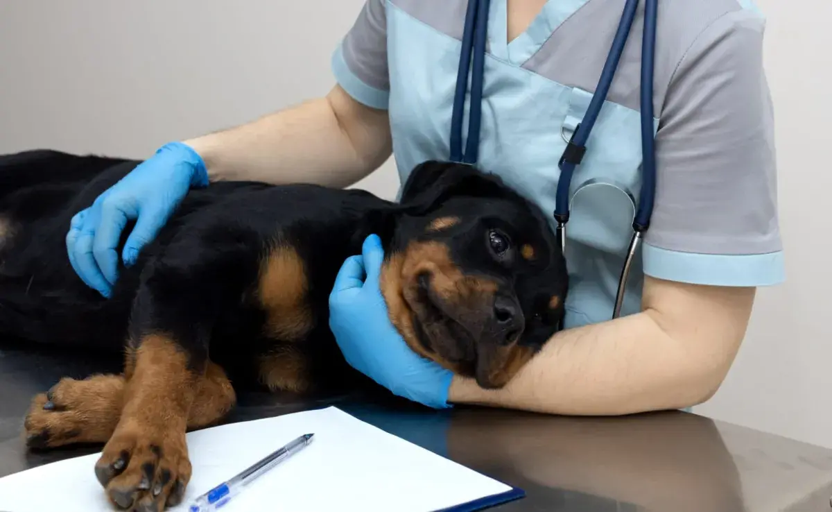 La mejor manera de prevenir el moquillo es asegurarte de que tu perrito reciba sus primeras vacunas 