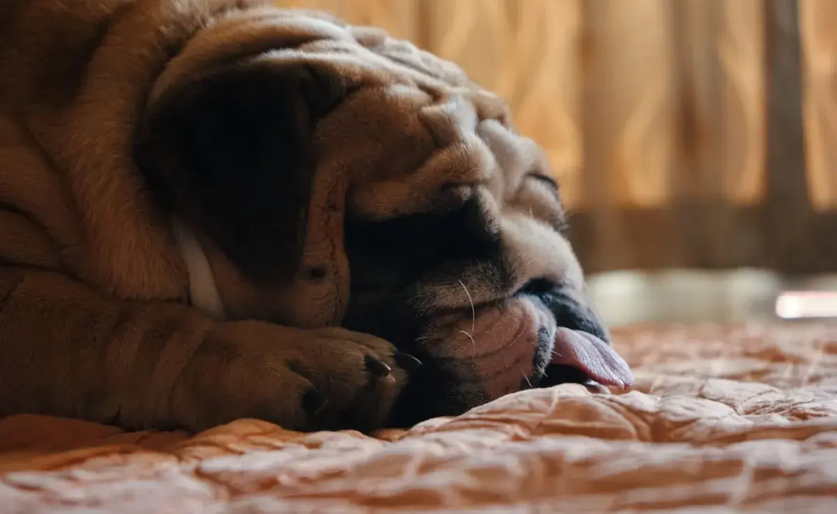 La acepromacina es un sedante frecuentemente utilizado para reducir la ansiedad en perros y gatos. 