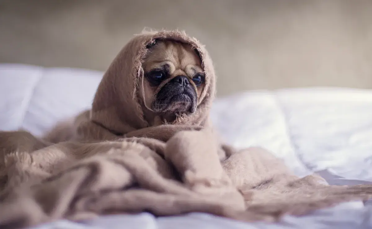 La neumonía puede afectar más a cachorros, perros mayores o aquellos con sistemas inmunitarios debilitados. 
