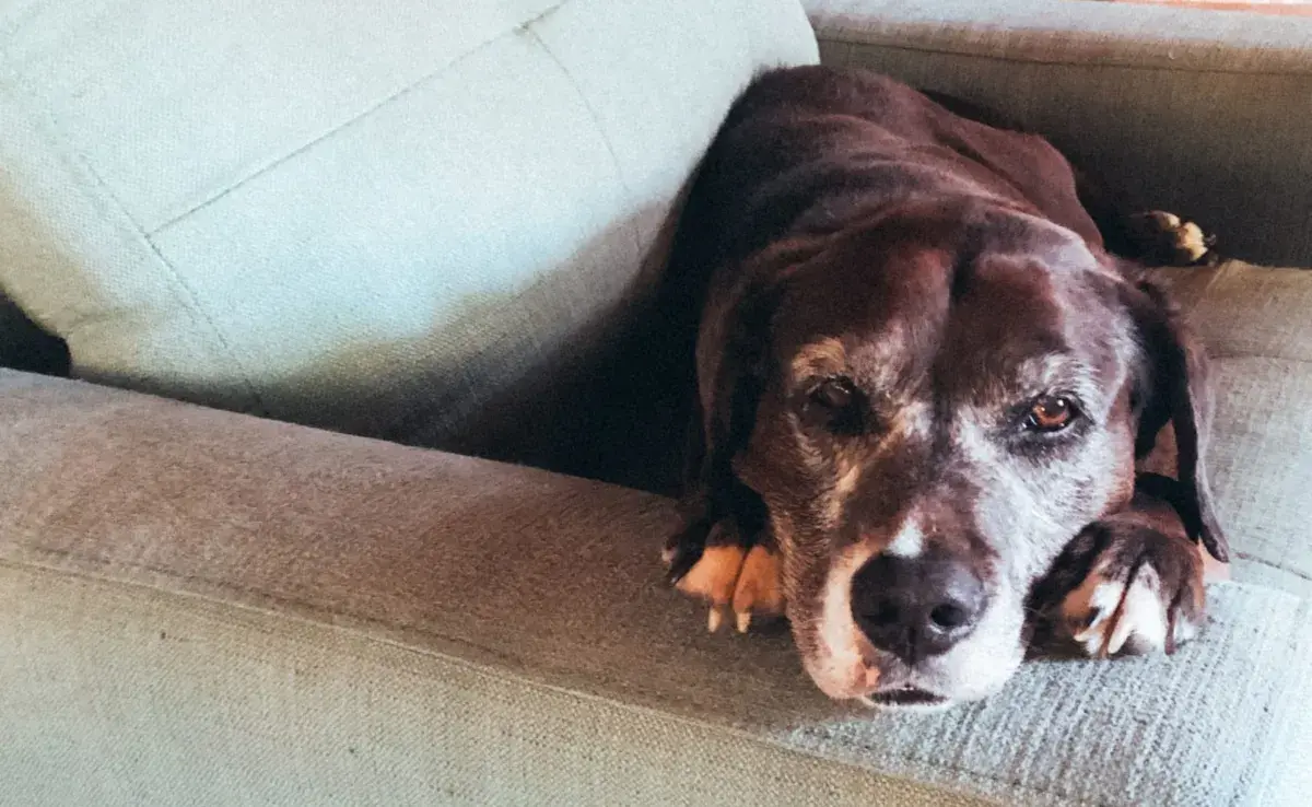 Asegúrate de que tu amigo peludo tenga un lugar cómodo donde descansar.