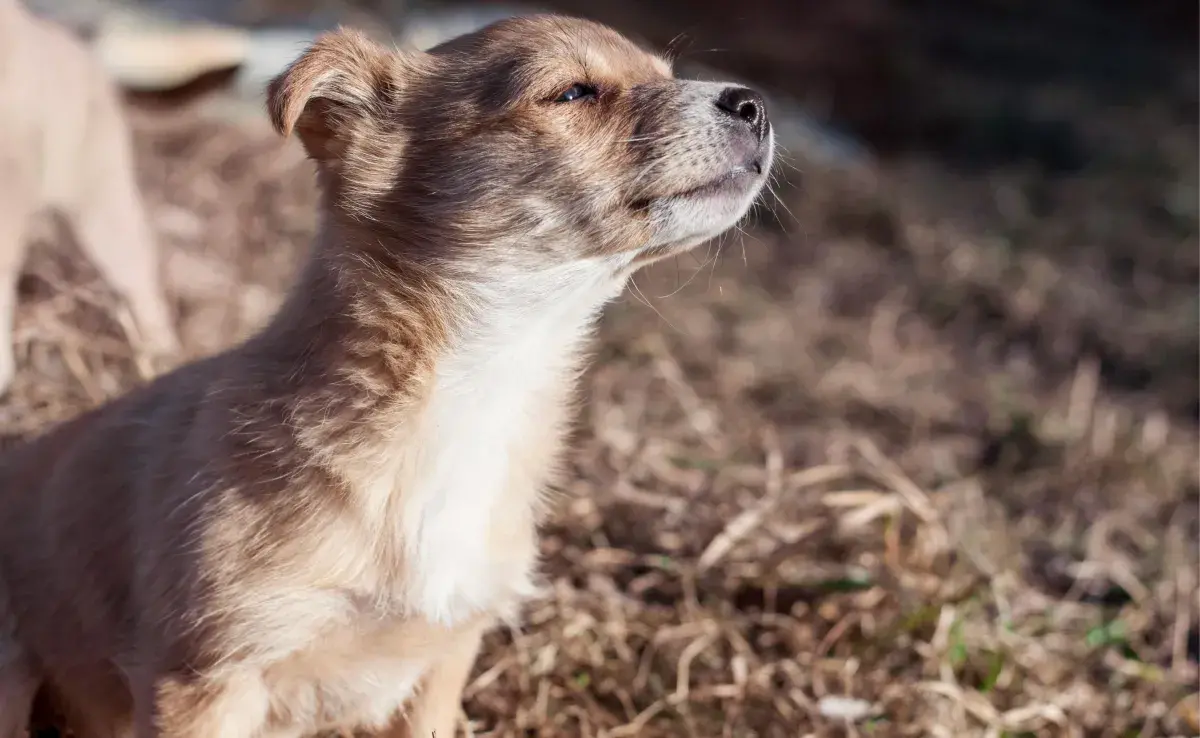 Los perros sí pueden oler el miedo y otros sentimientos de los humanos.