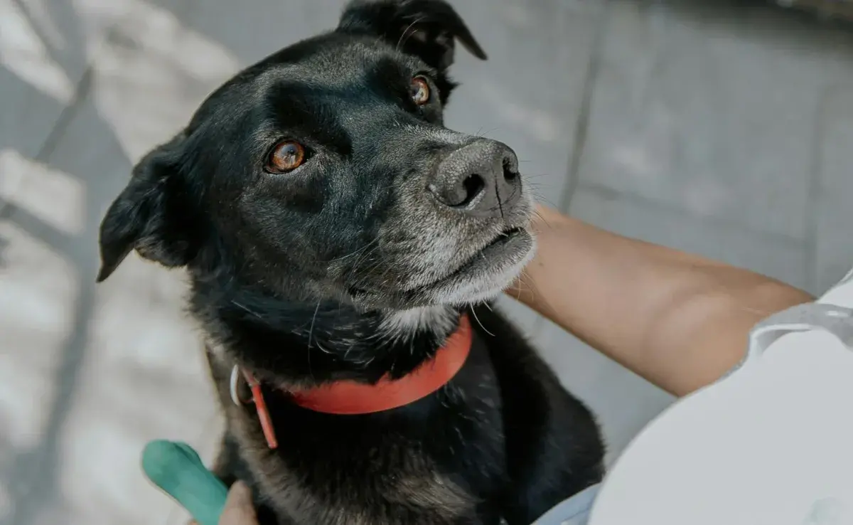 Los perros criollos viven más años gracias a su genética.